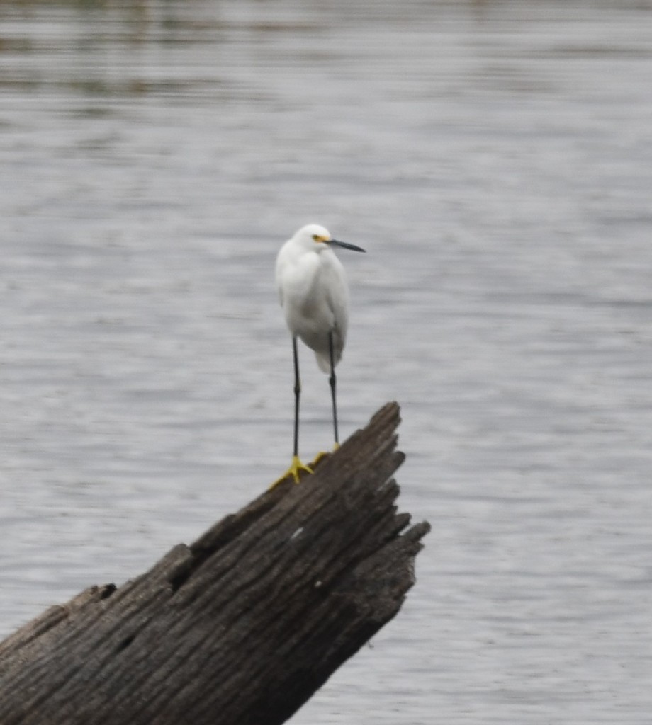 Snowy Egret - ML614961818