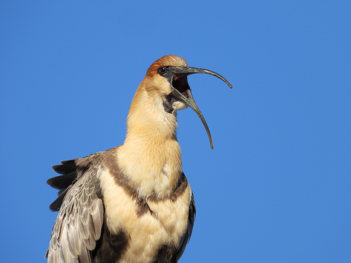 Black-faced Ibis - ML614961821