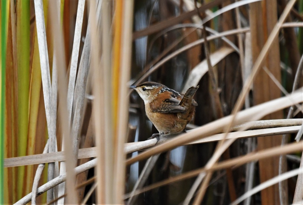 Marsh Wren - ML614961829