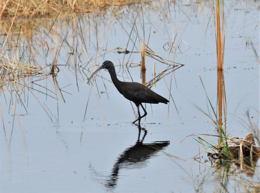 Glossy Ibis - ML614961843