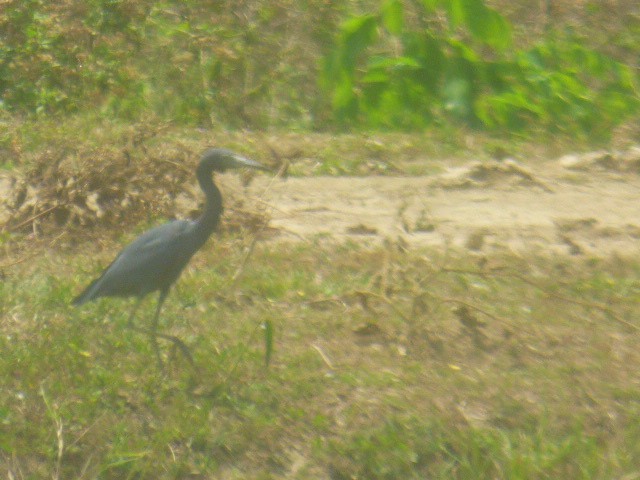 Little Blue Heron - ML614961849