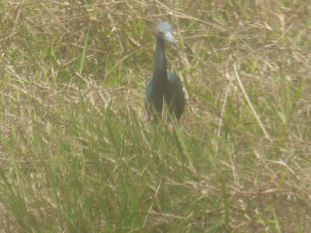 Little Blue Heron - ML614961850