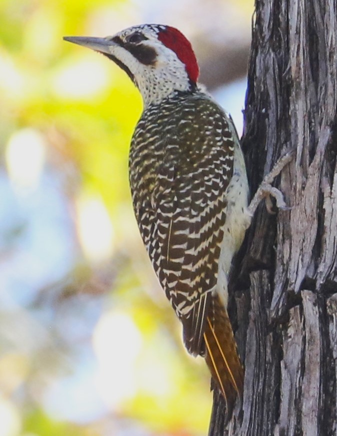 Bennett's Woodpecker - ML614961887