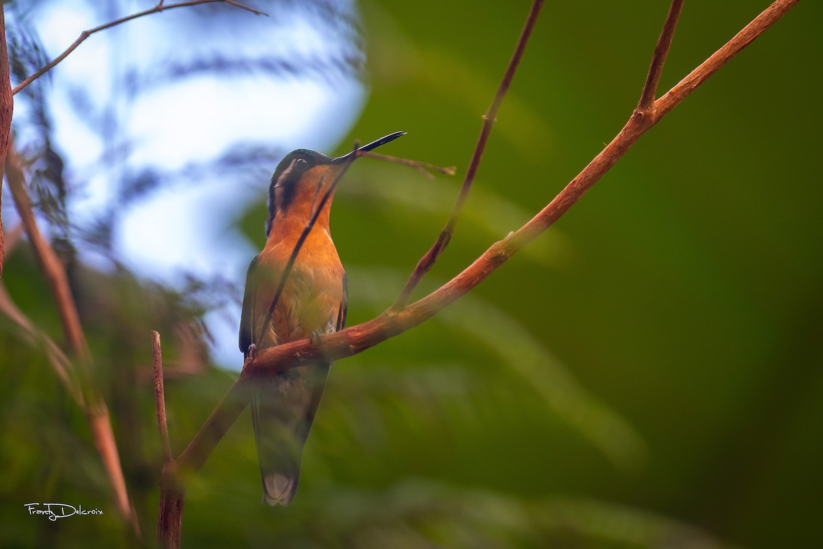 White-throated Mountain-gem - ML614961955