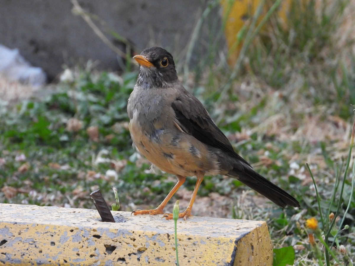 Austral Thrush - ML614962002