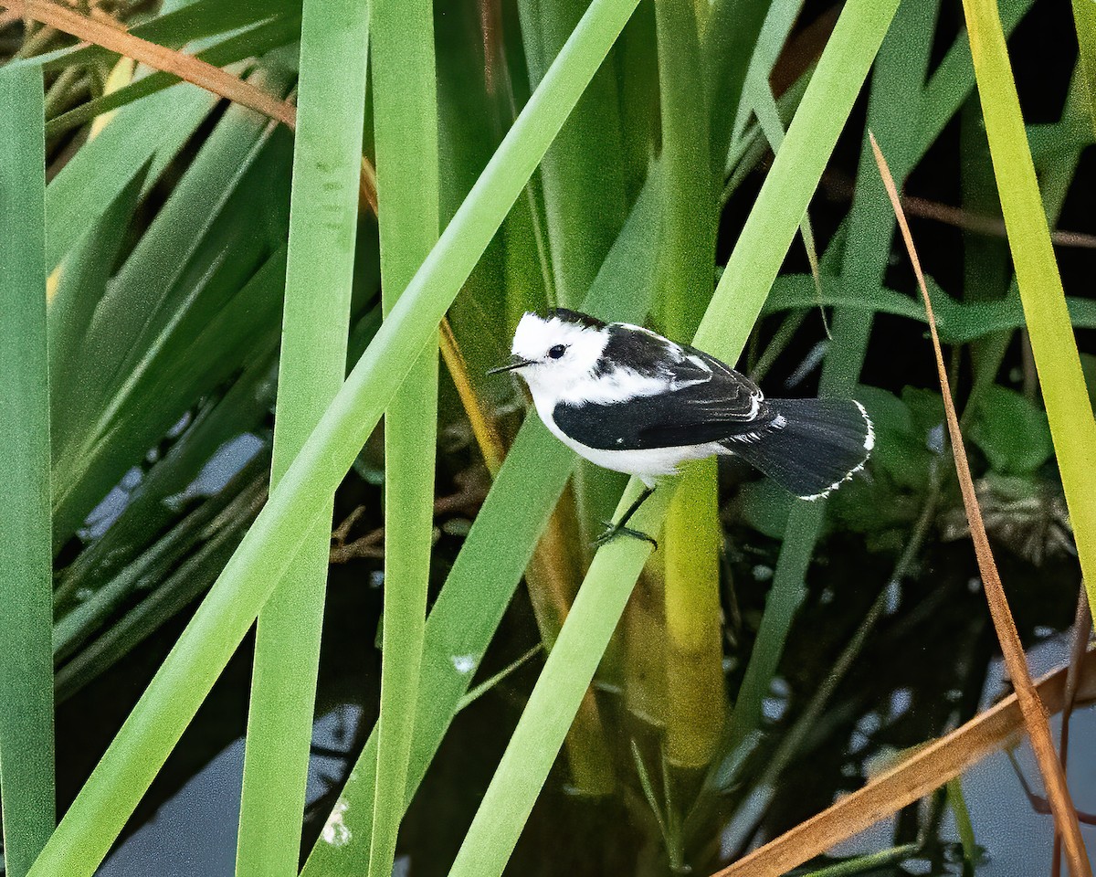 Pied Water-Tyrant - ML614962011