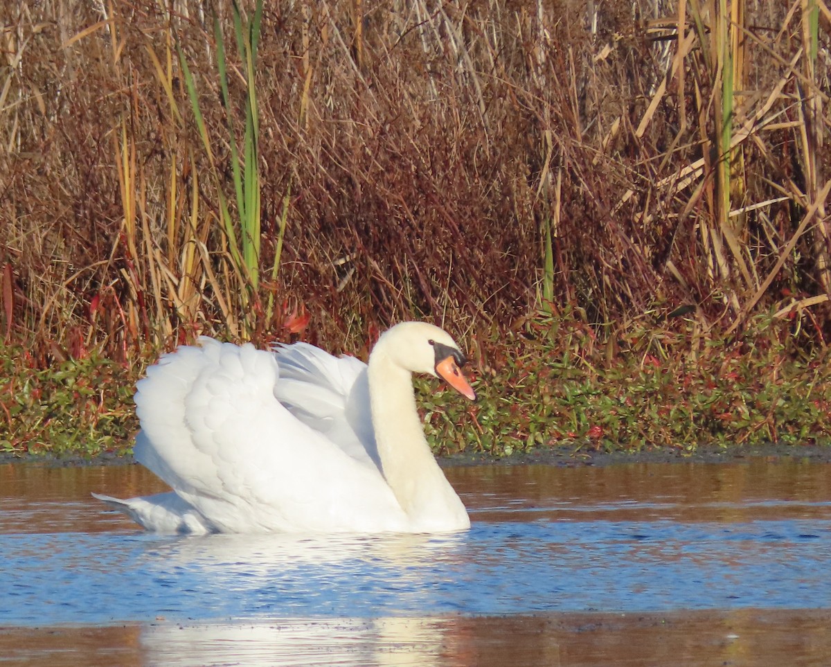 Mute Swan - ML614962014