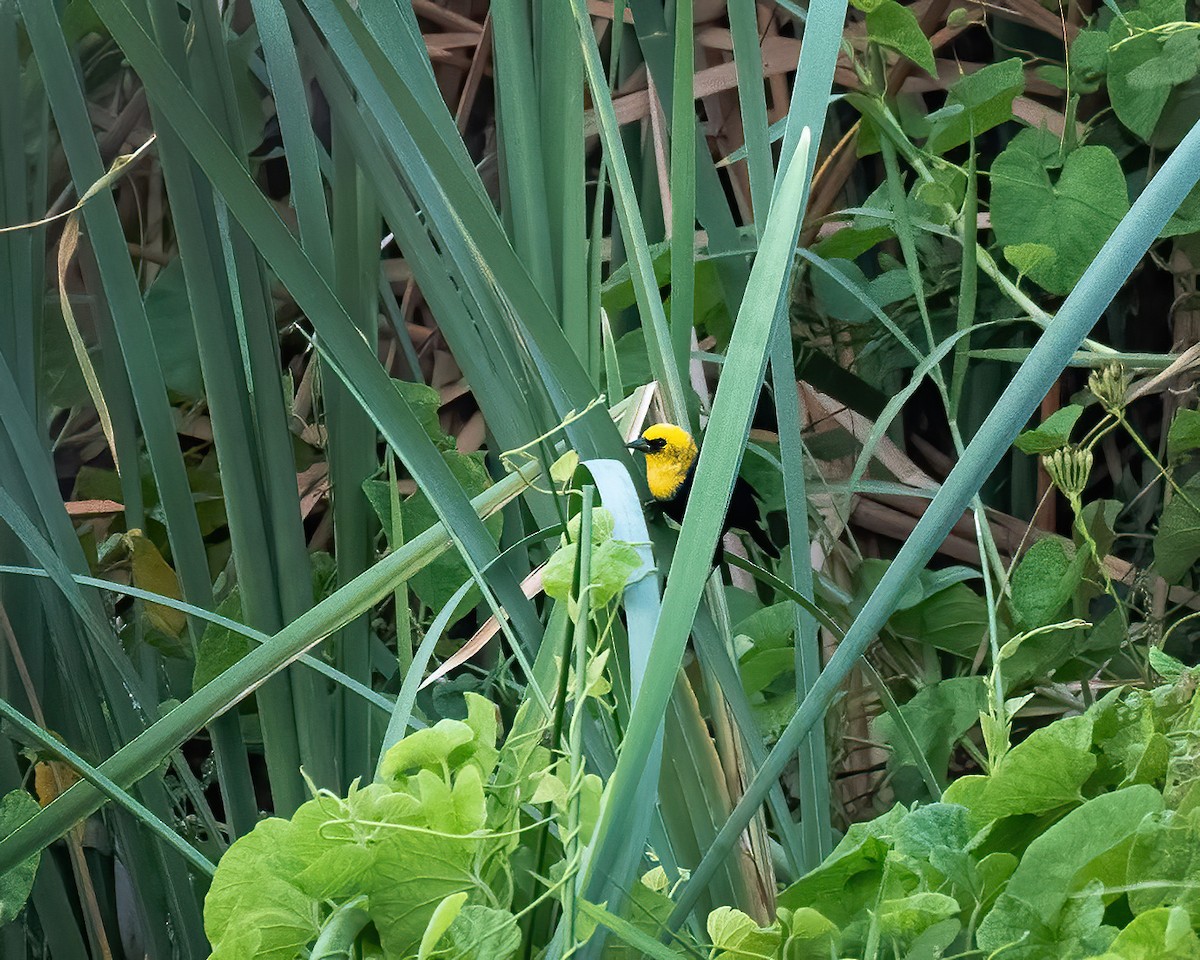 Yellow-hooded Blackbird - ML614962030