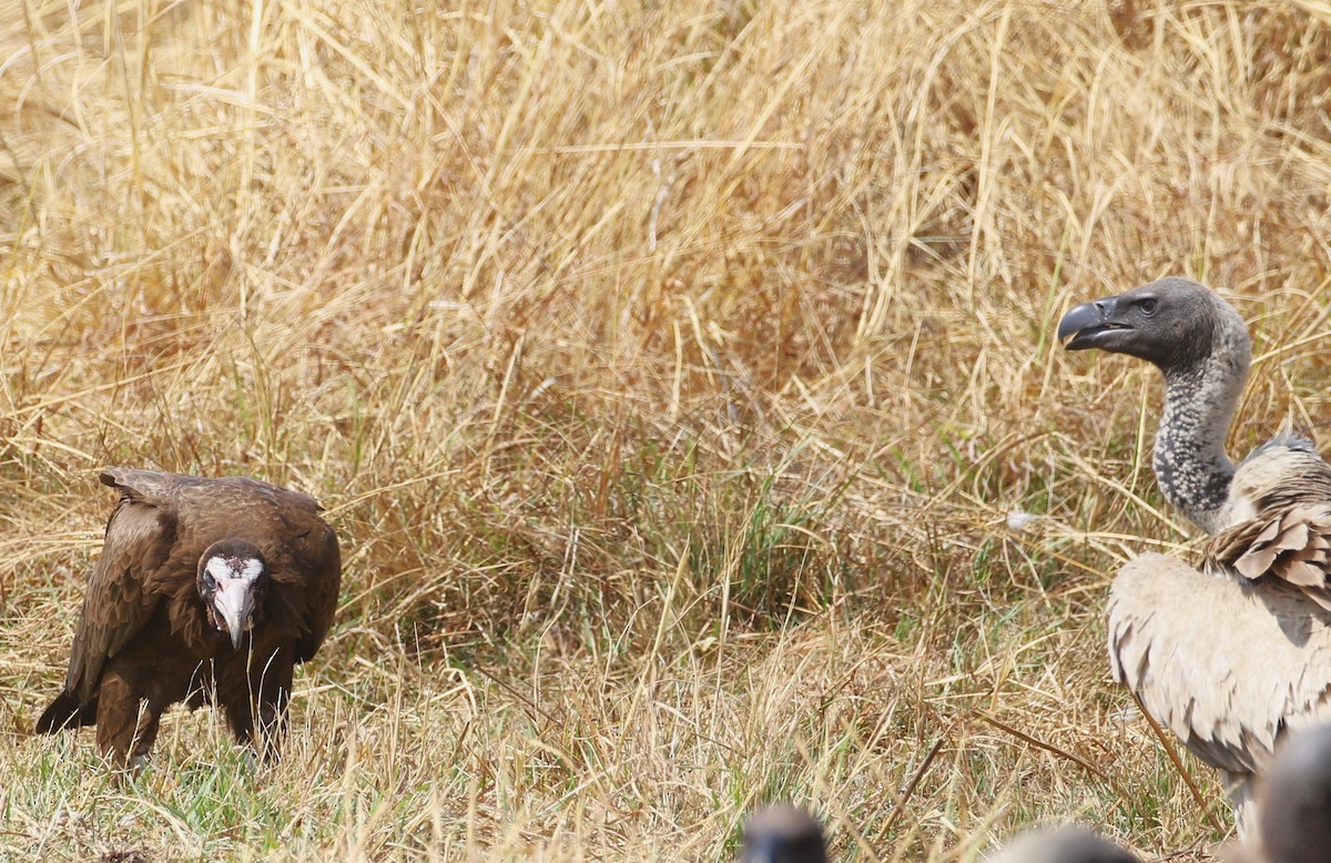 Hooded Vulture - ML614962034