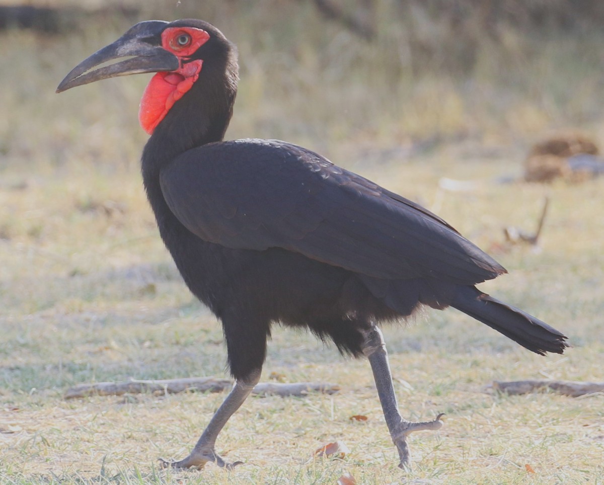 Southern Ground-Hornbill - ML614962046