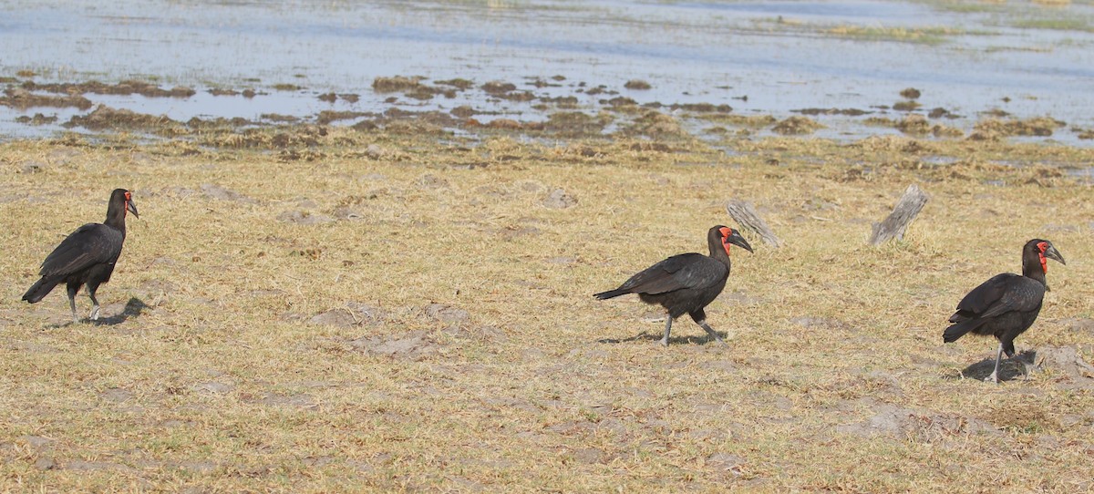 Southern Ground-Hornbill - ML614962048