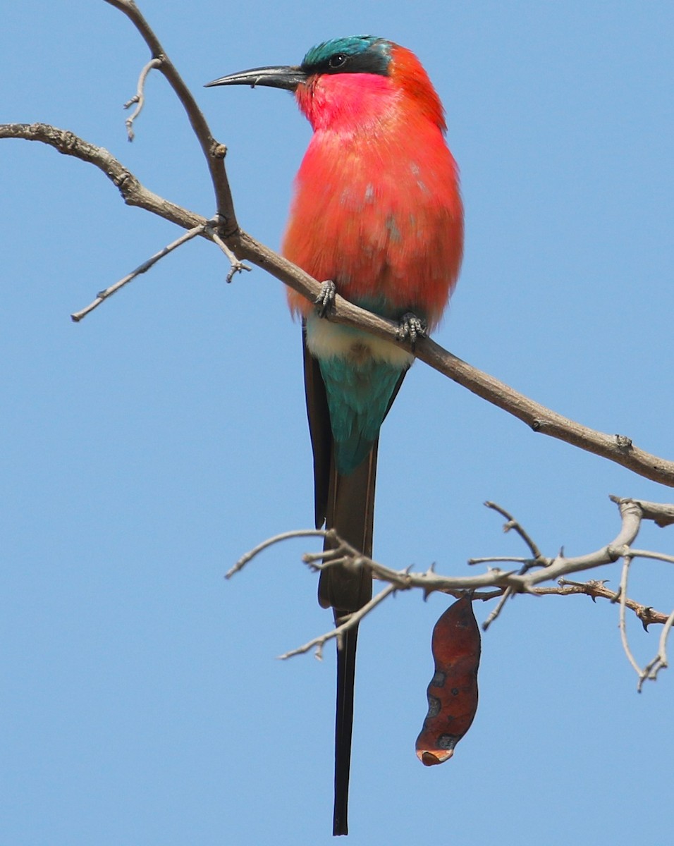 Southern Carmine Bee-eater - ML614962051