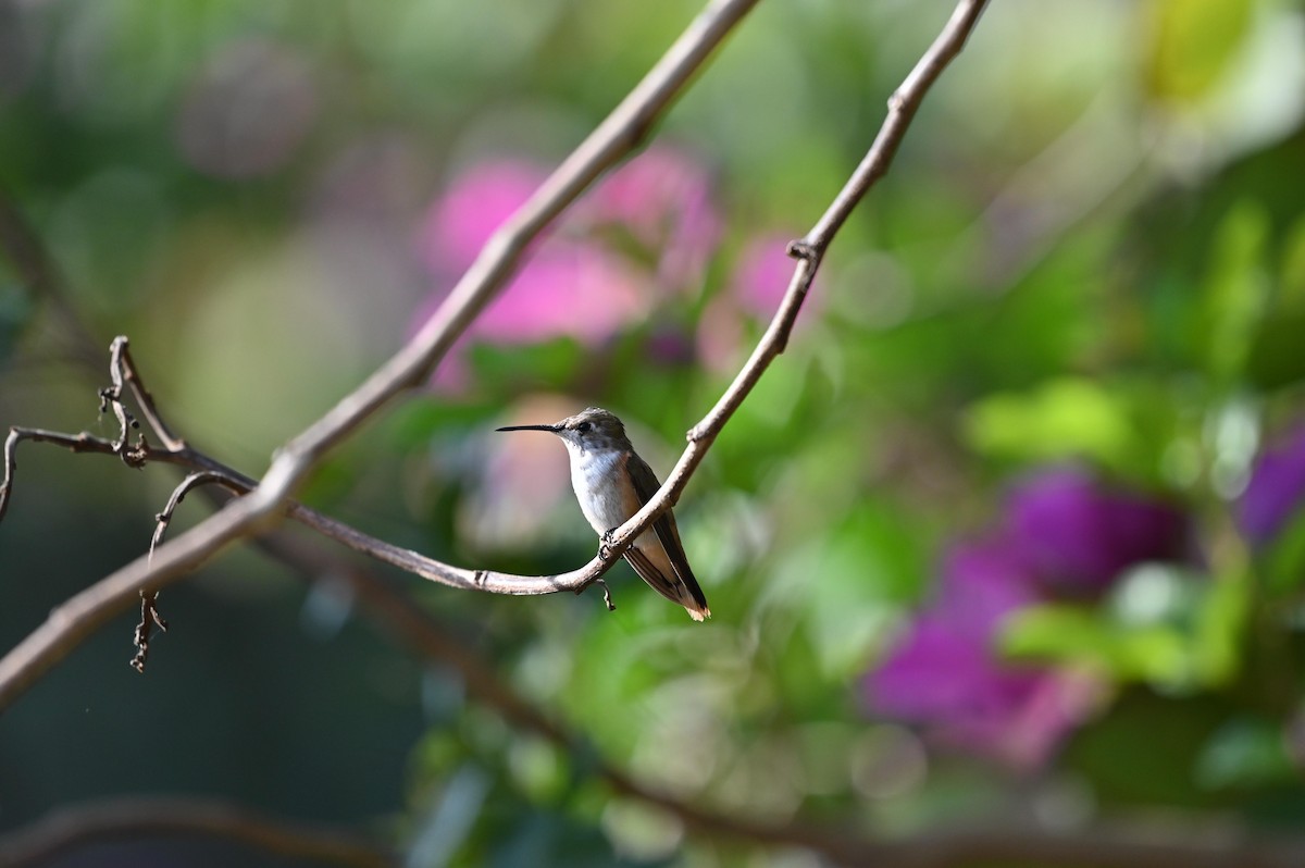 Bahama Woodstar - ML614962068