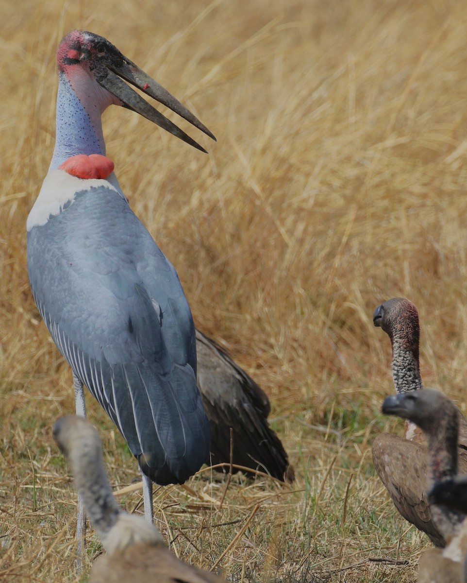 Marabou Stork - ML614962071