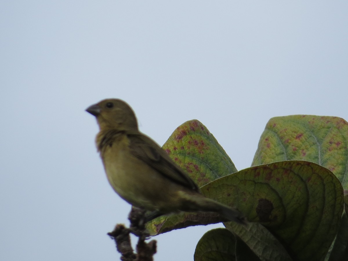 Yellow-bellied Seedeater - ML614962092