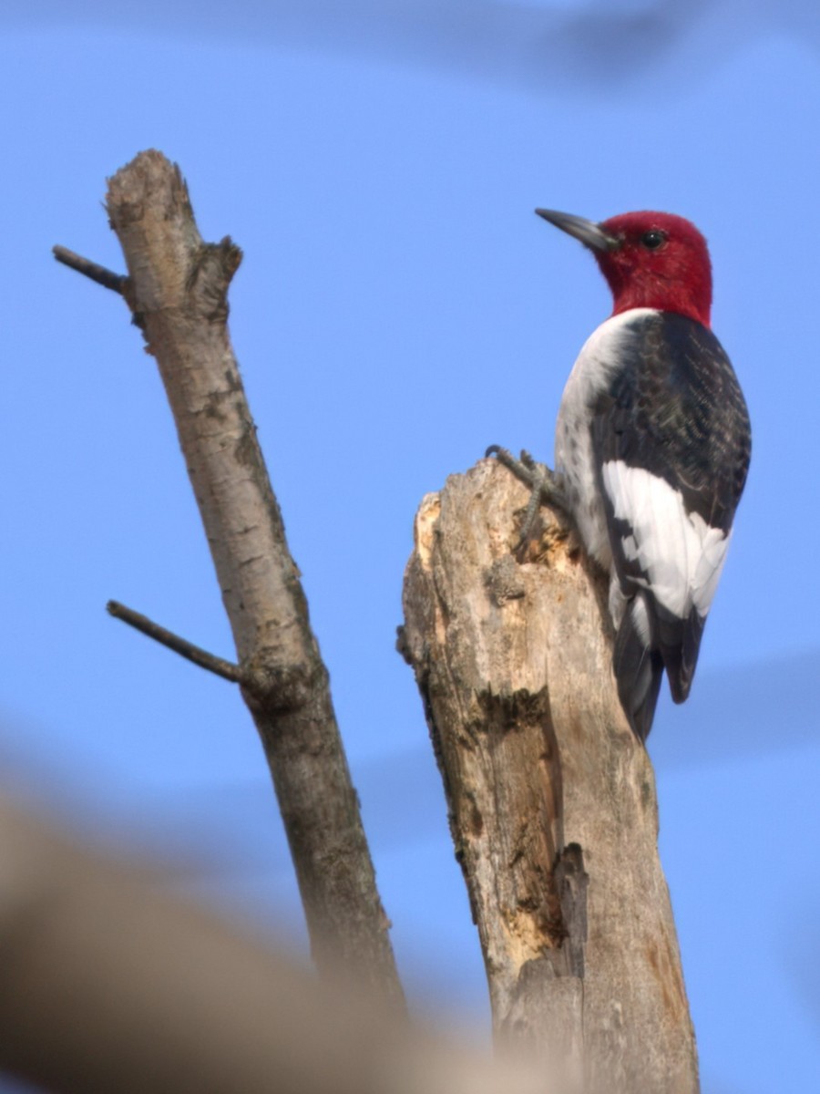 Red-headed Woodpecker - ML614962093