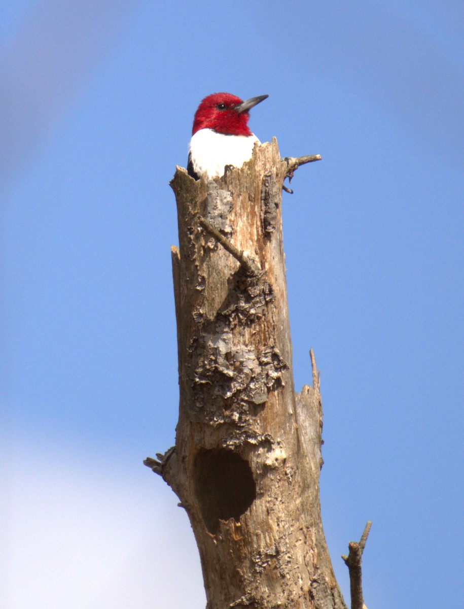 Red-headed Woodpecker - ML614962094