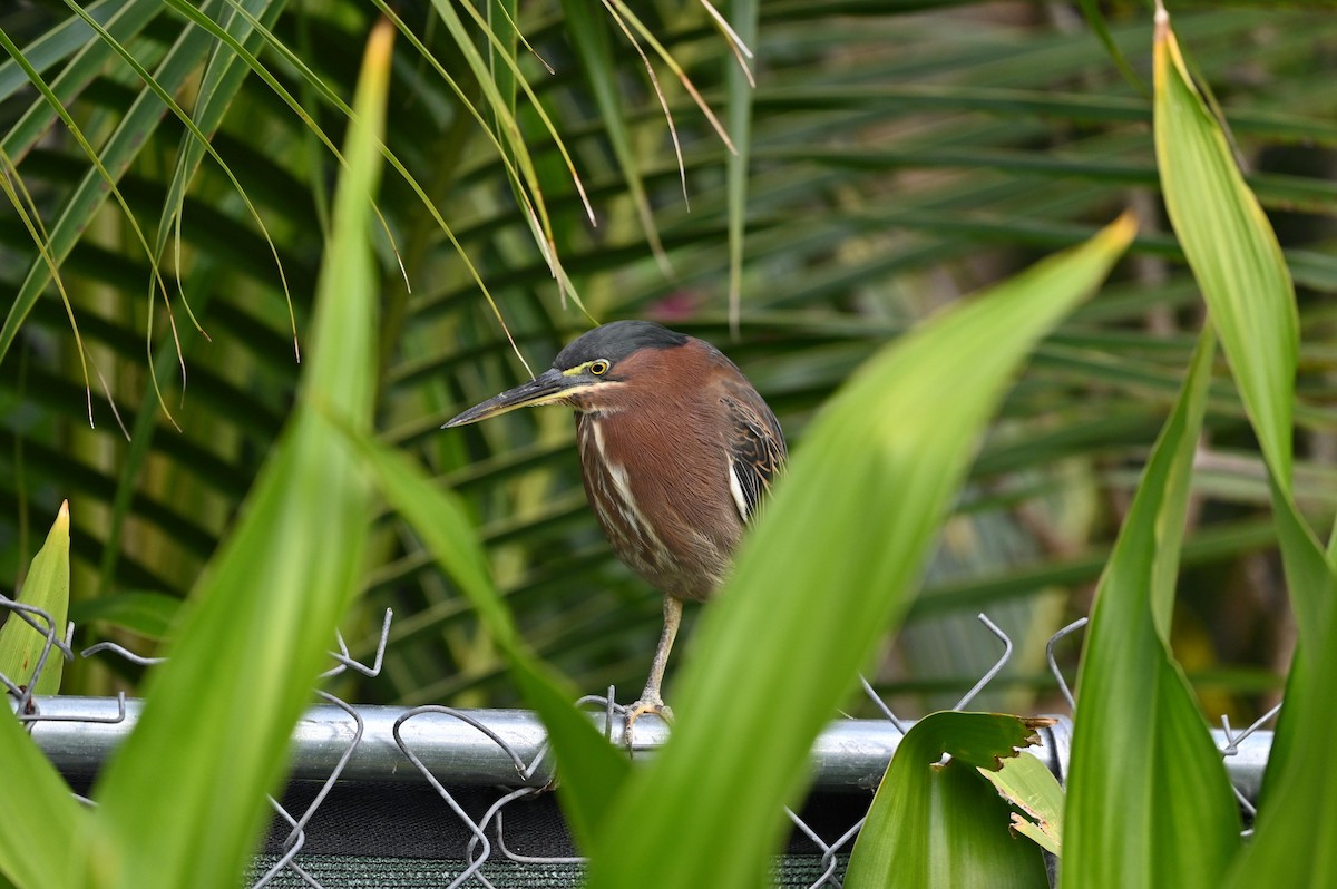 Green Heron - ML614962100