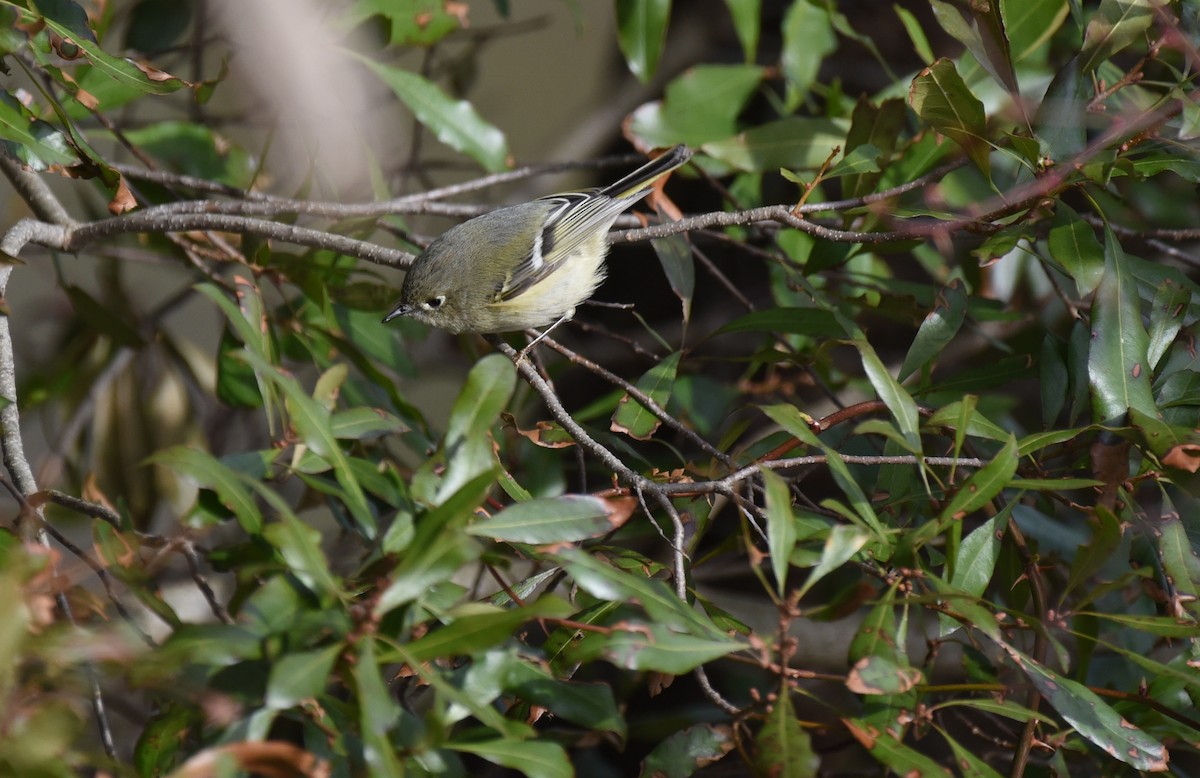 Ruby-crowned Kinglet - ML614962126