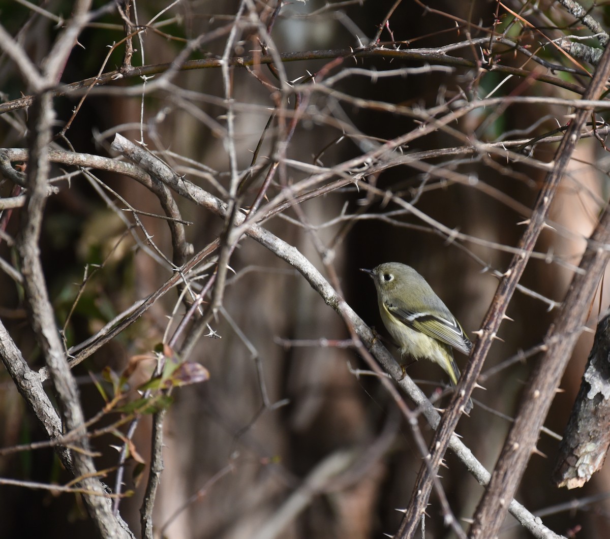 Ruby-crowned Kinglet - Mary Hays