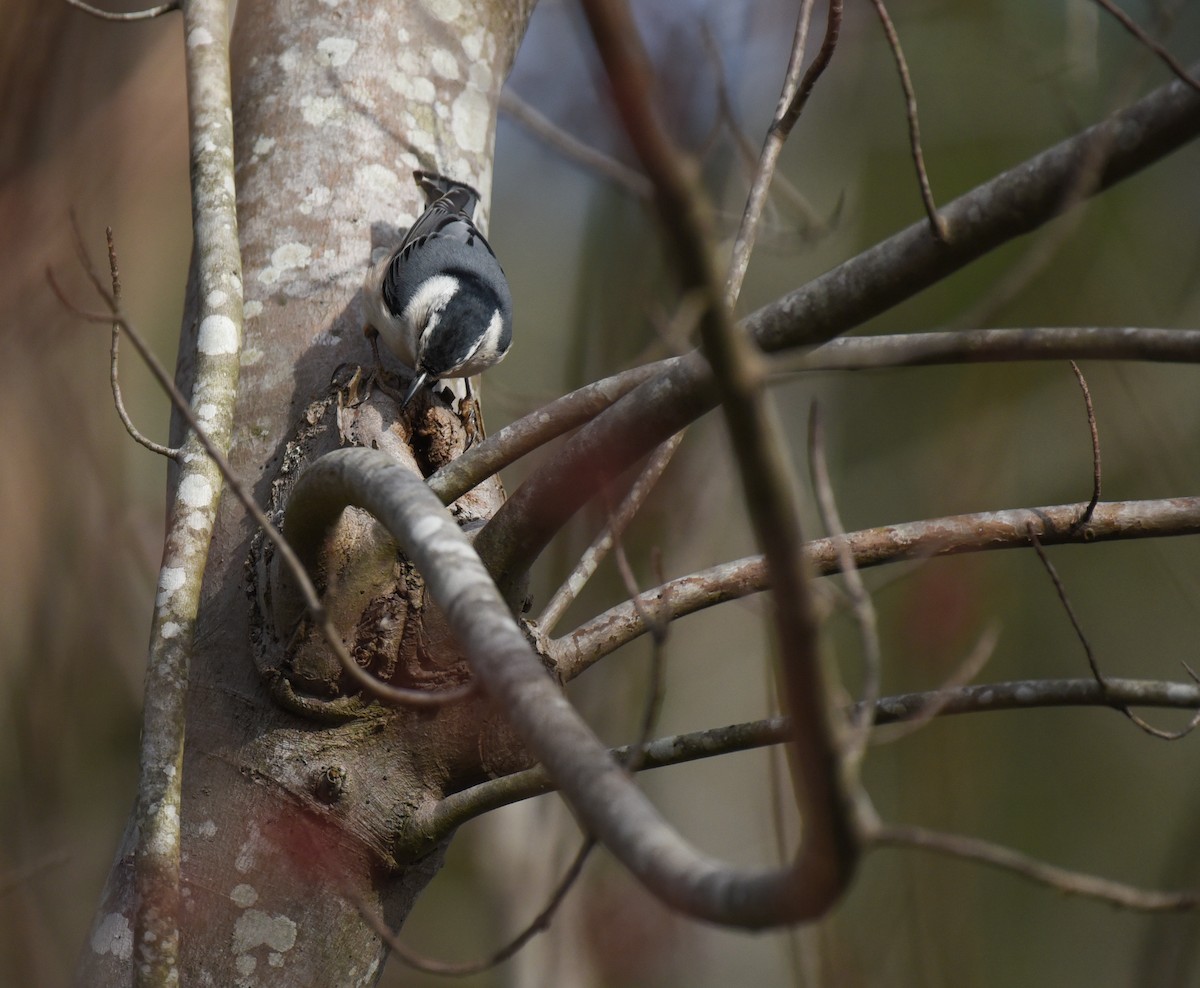 White-breasted Nuthatch - ML614962158