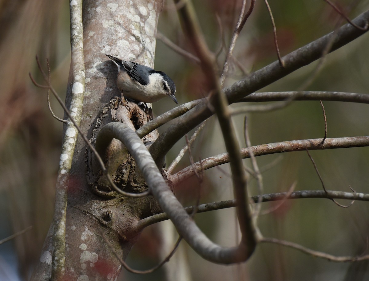 White-breasted Nuthatch - ML614962159