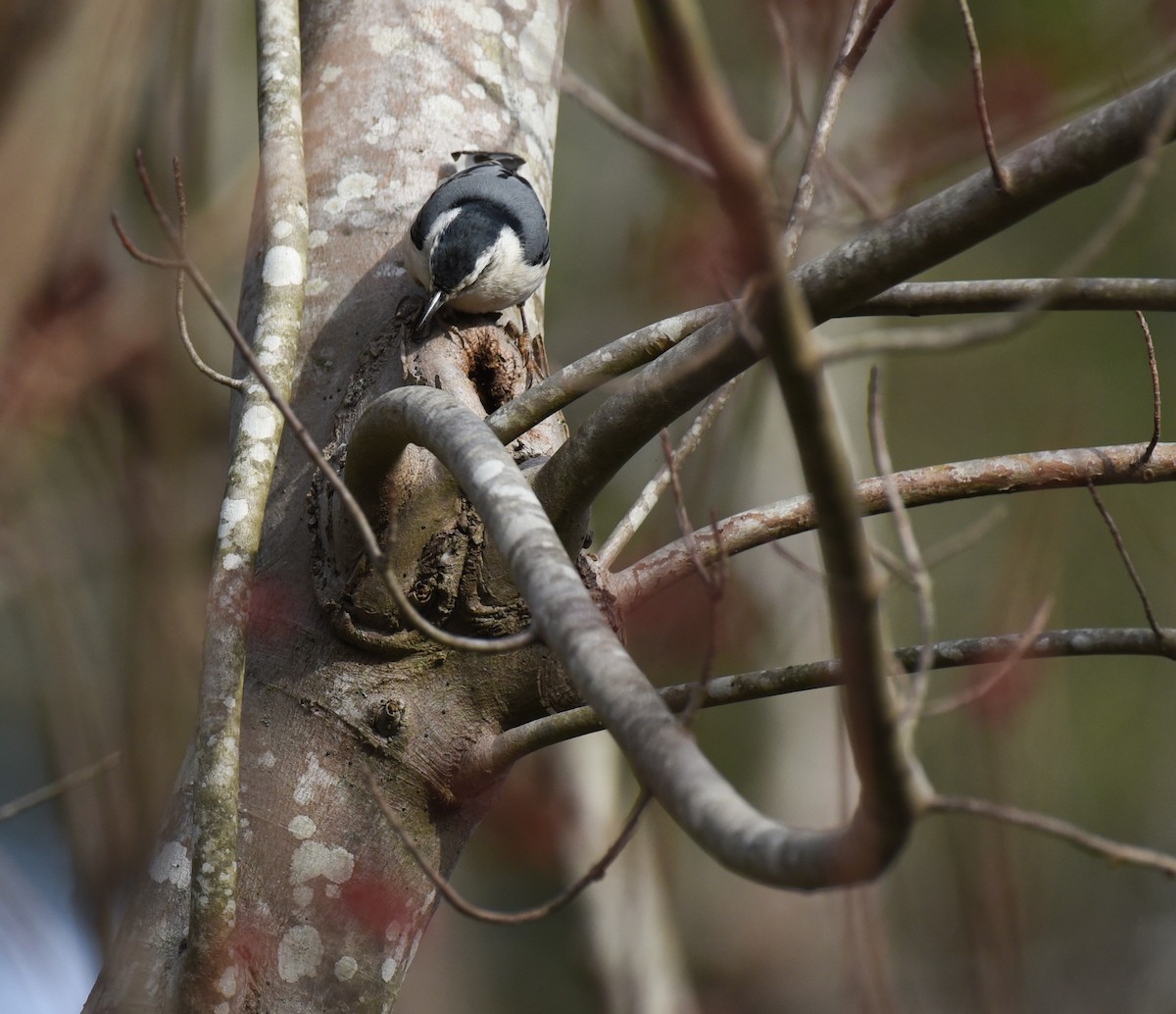 White-breasted Nuthatch - ML614962160