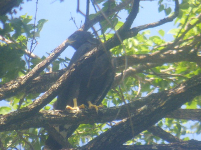 Zone-tailed Hawk - ML614962191