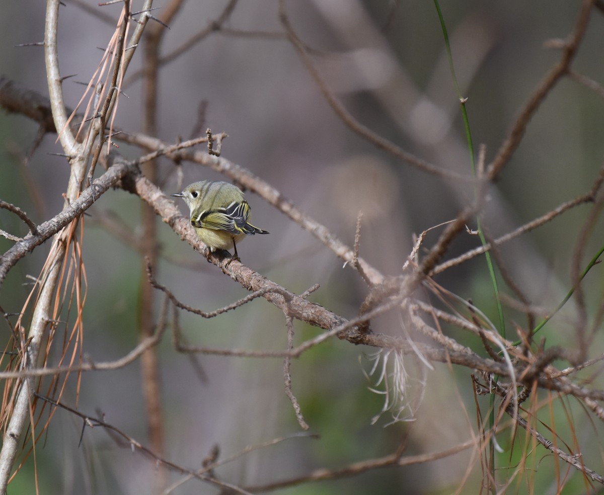 Ruby-crowned Kinglet - ML614962204