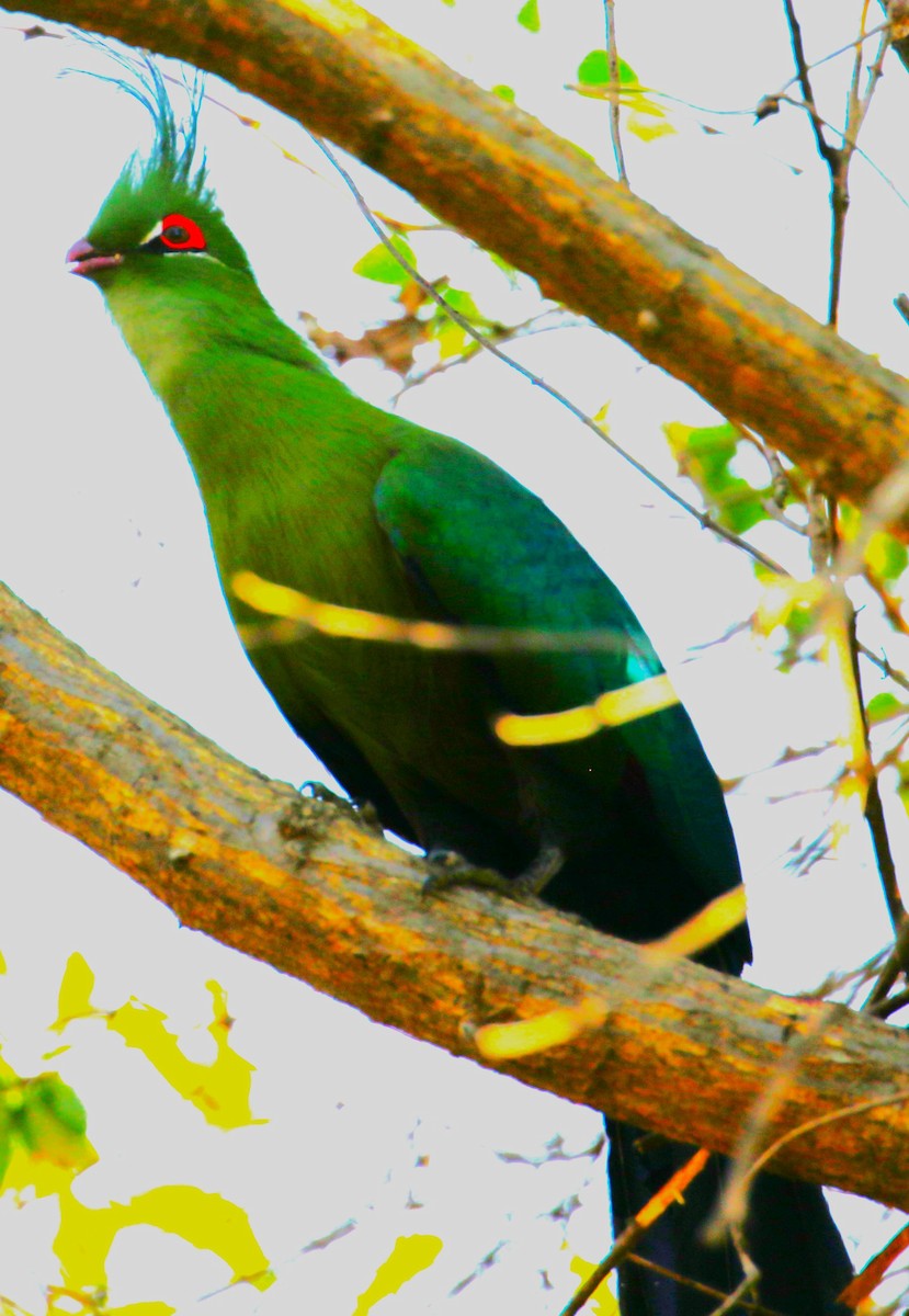 Schalow's Turaco - ML614962283