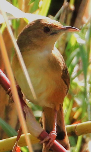 Red-faced Cisticola - ML614962333