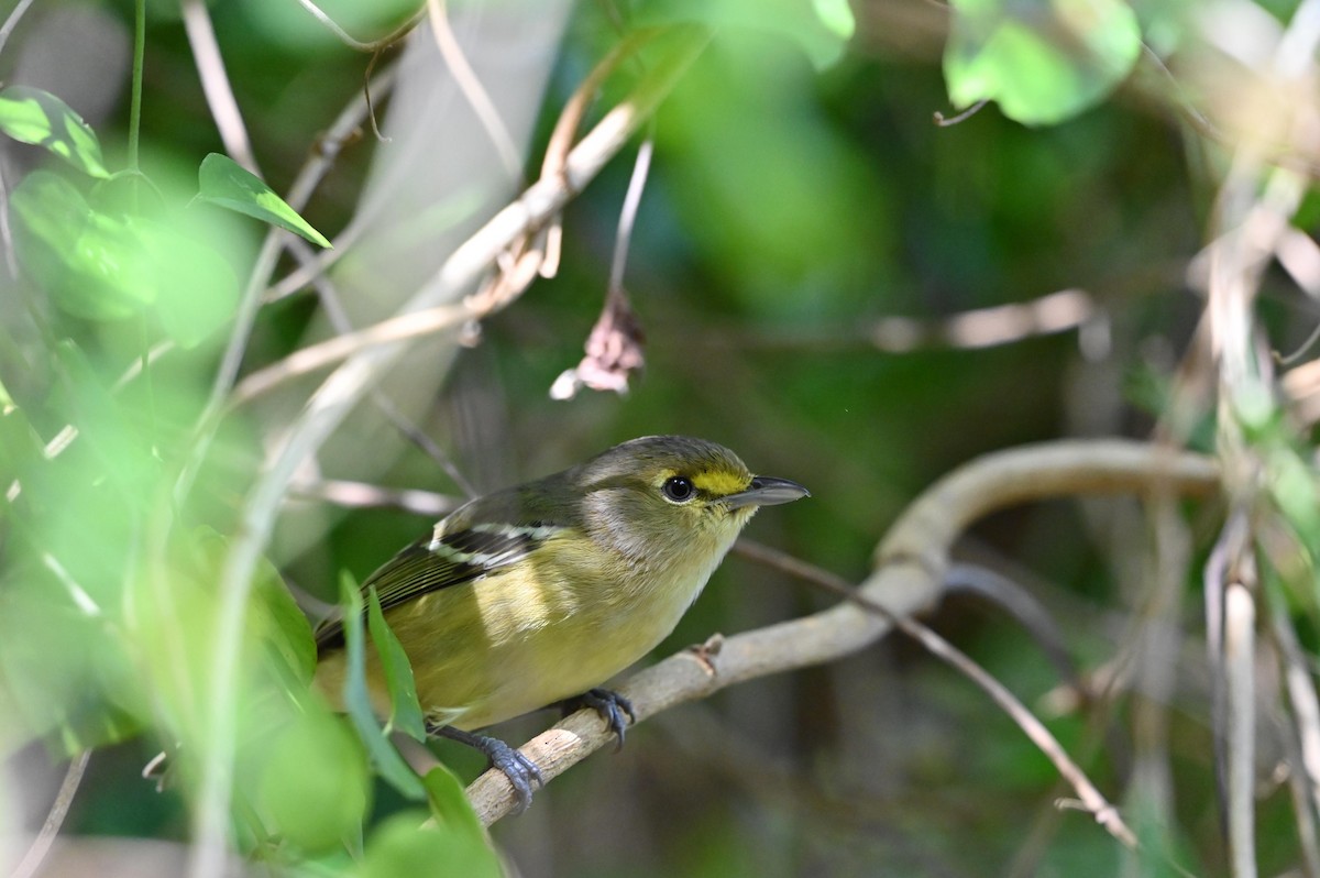 arawakvireo - ML614962334