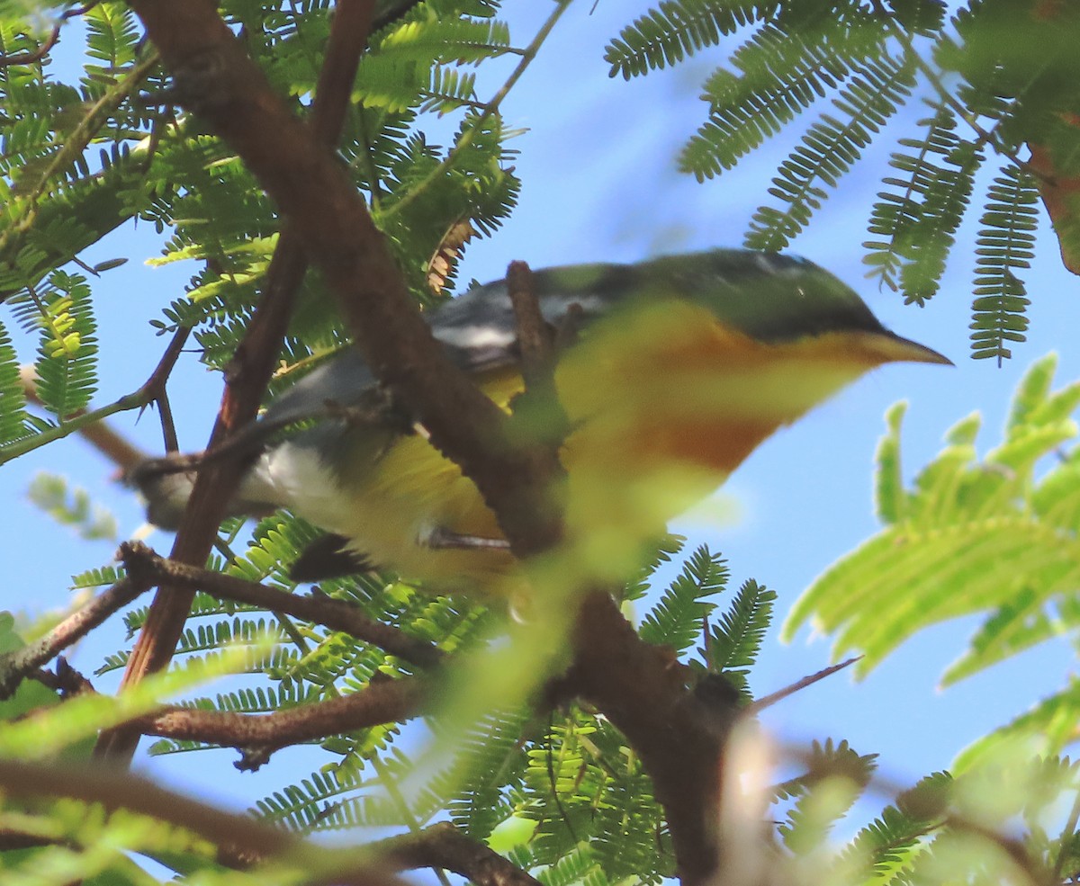 Parula Pitiayumí - ML614962398