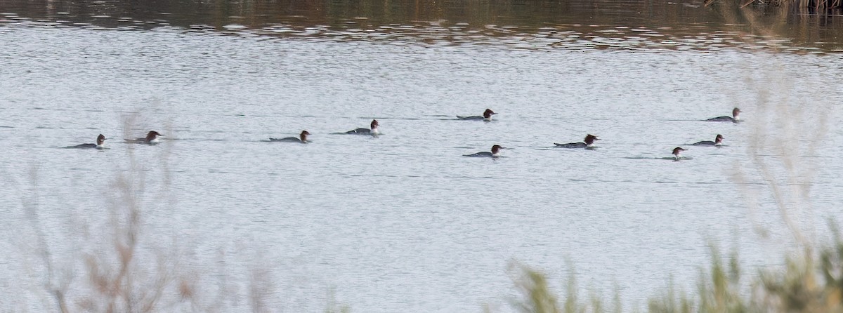 Common Merganser - ML614962405