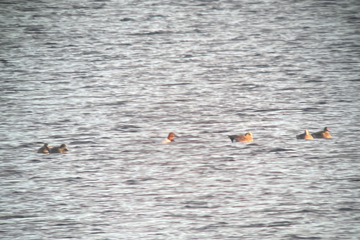 American Wigeon - ML614962426