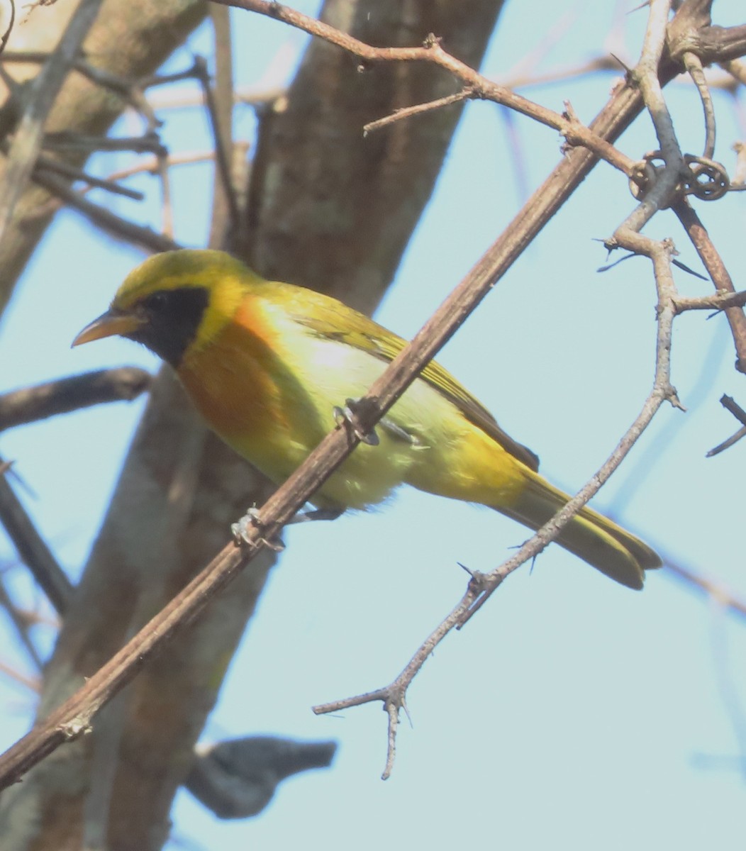 Guira Tanager - ML614962428