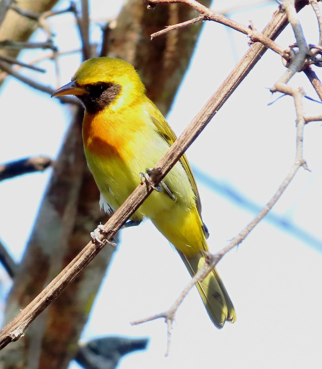 Guira Tanager - ML614962429