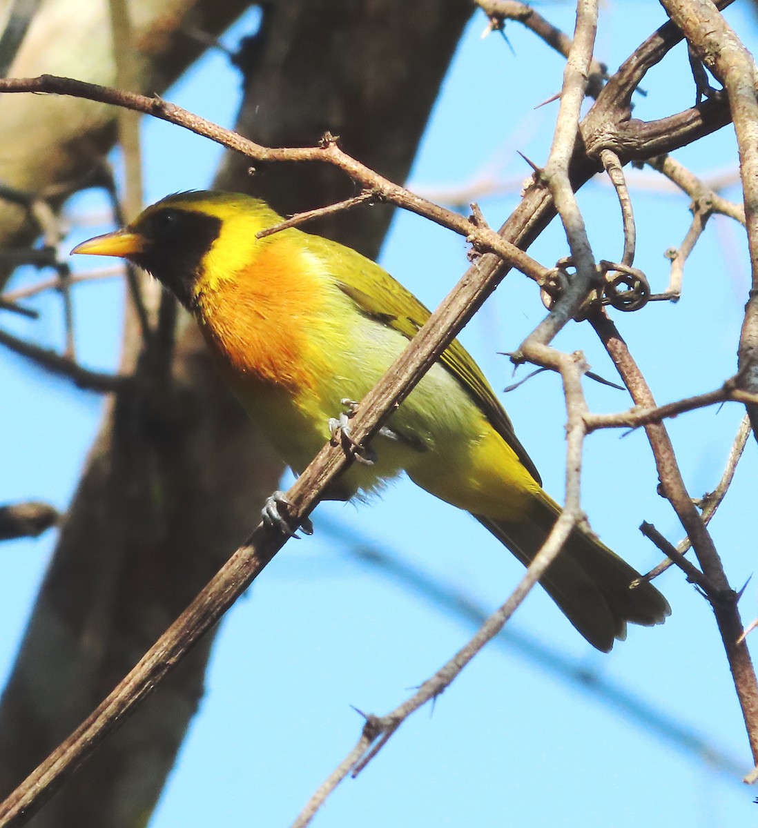 Guira Tanager - ML614962430