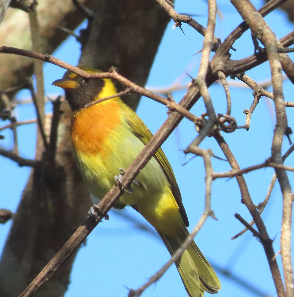 Guira Tanager - ML614962431