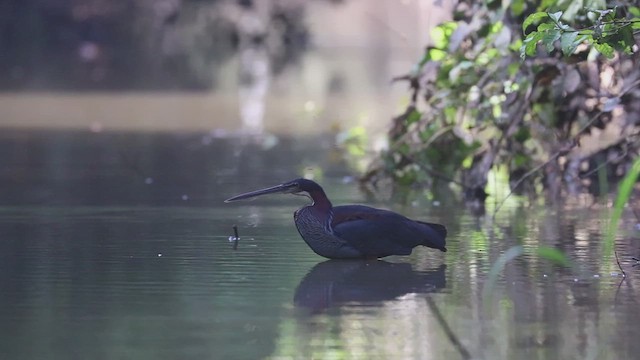 Agami Heron - ML614962503