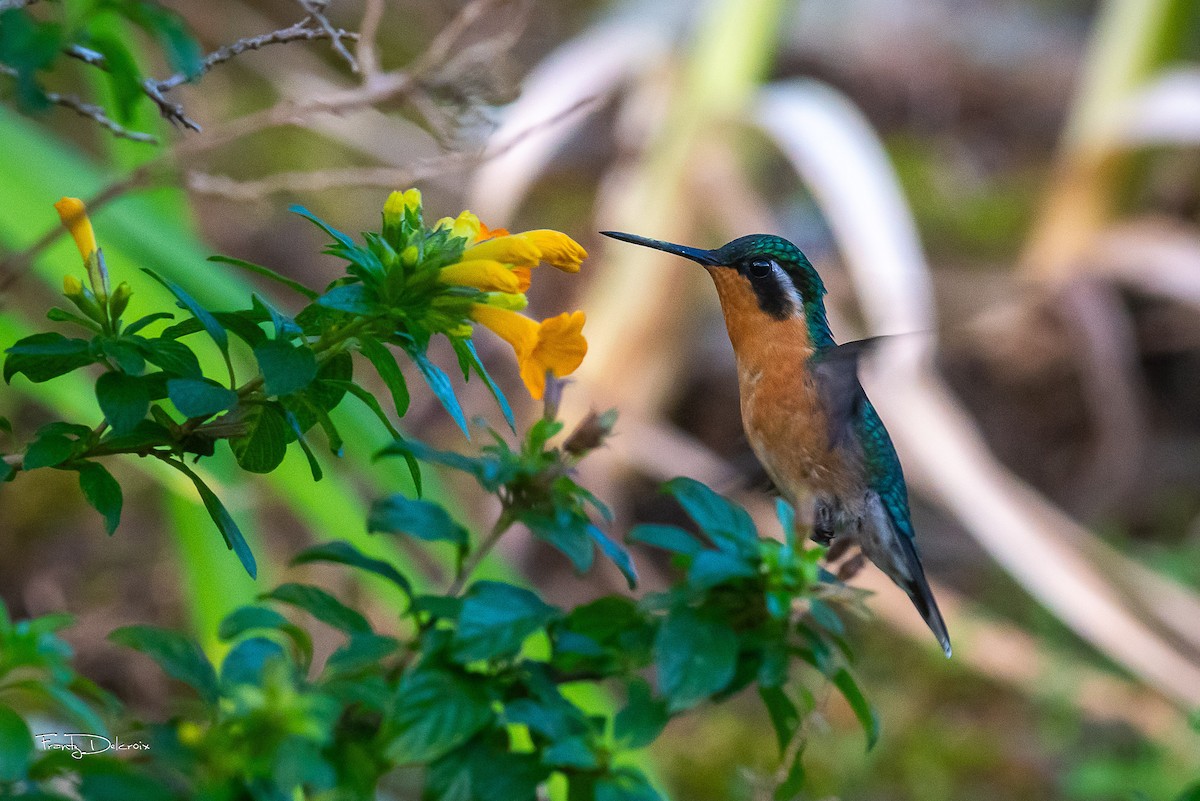 Colibri à ventre châtain - ML614962529