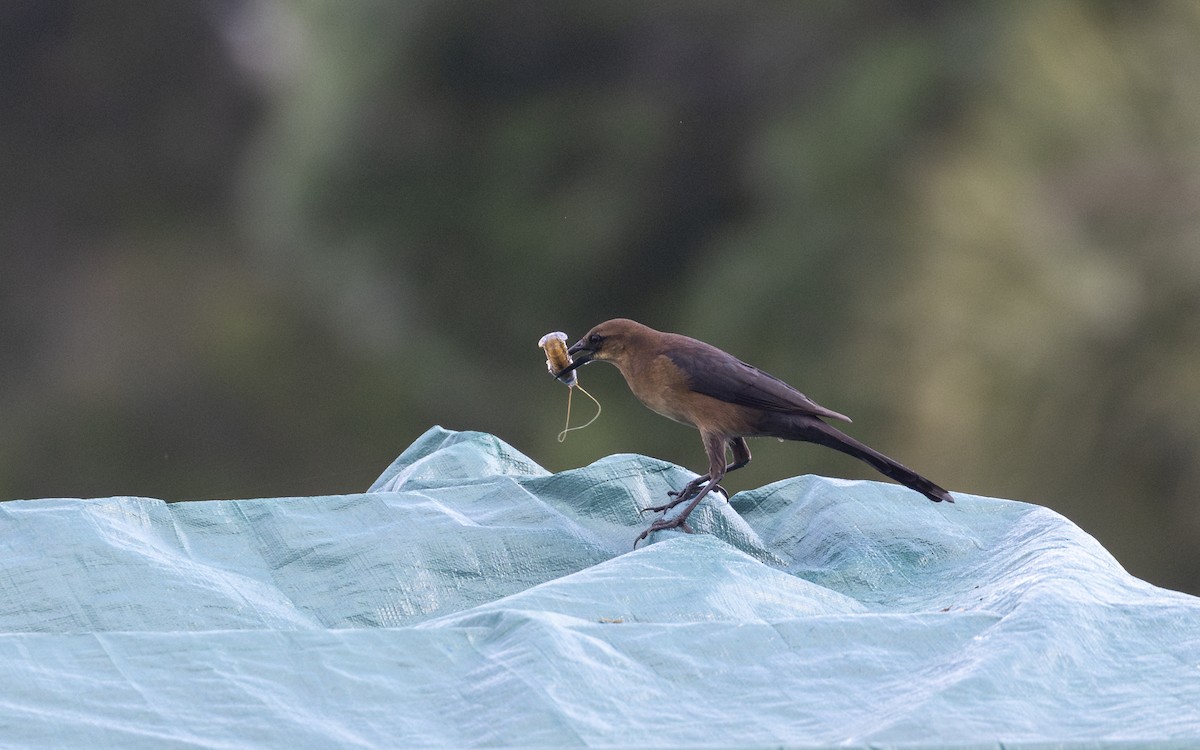 Boat-tailed Grackle - ML614962531