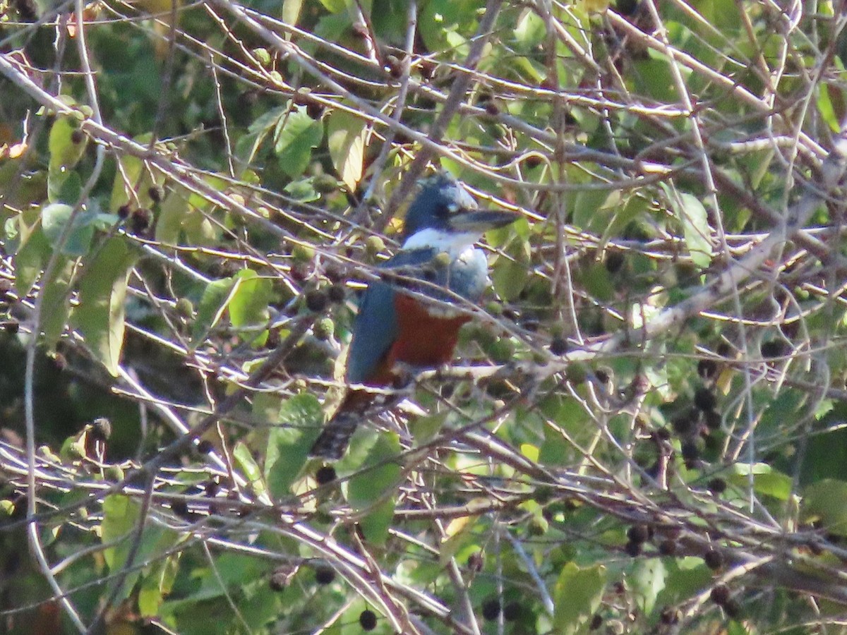 Ringed Kingfisher - ML614962546