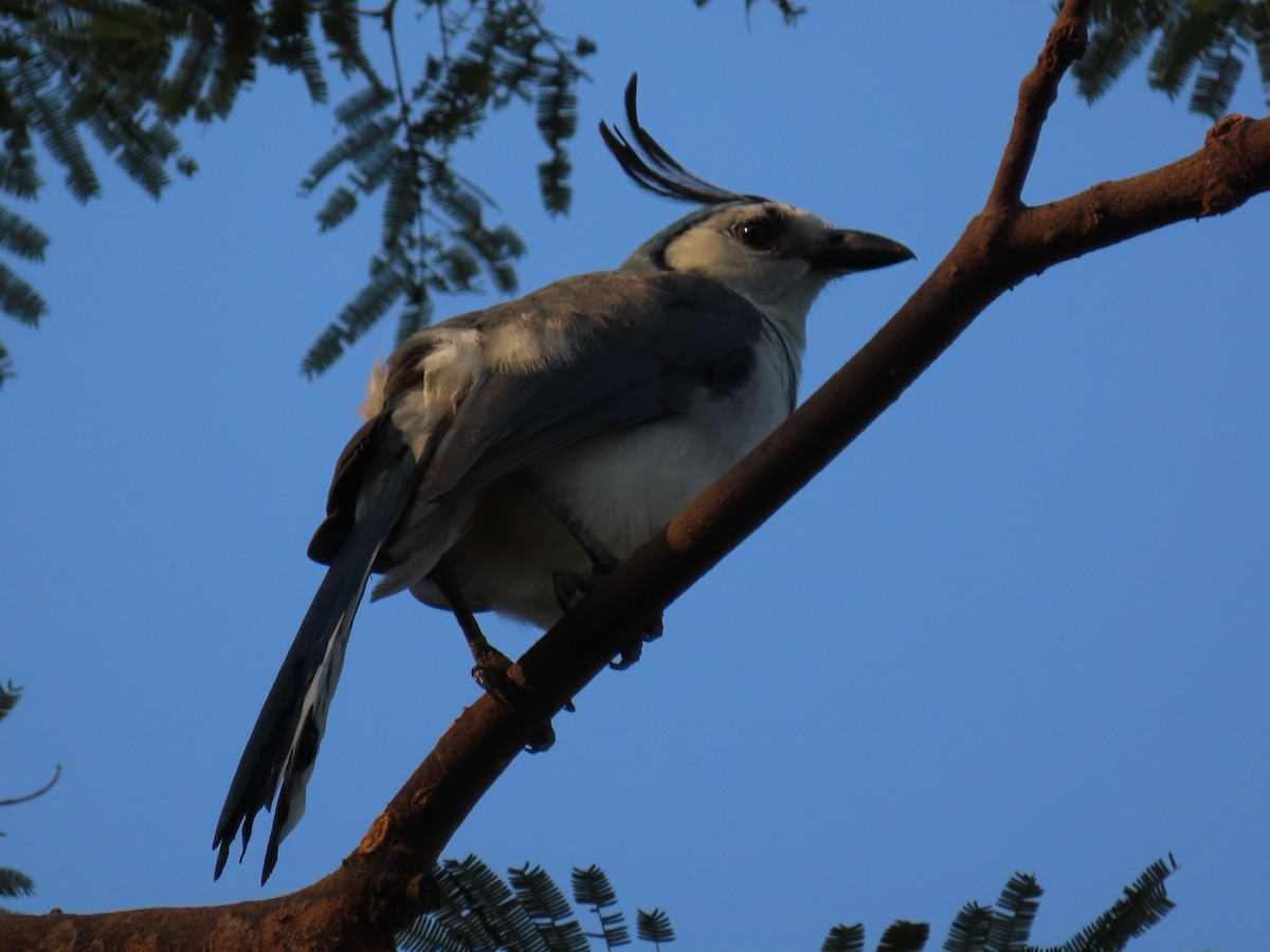 White-throated Magpie-Jay - ML614962613