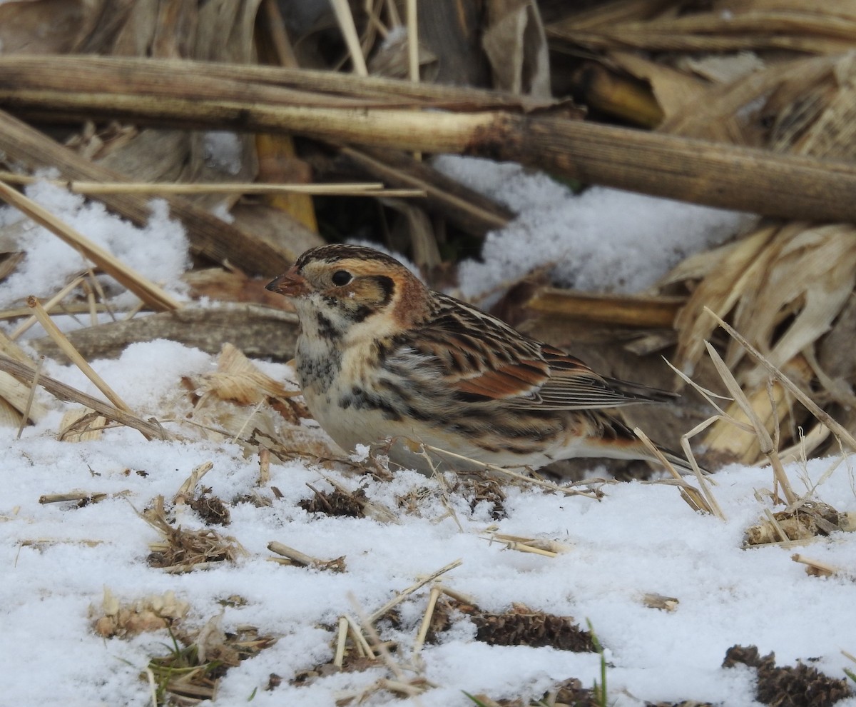 Lapland Longspur - Amy Lyyski