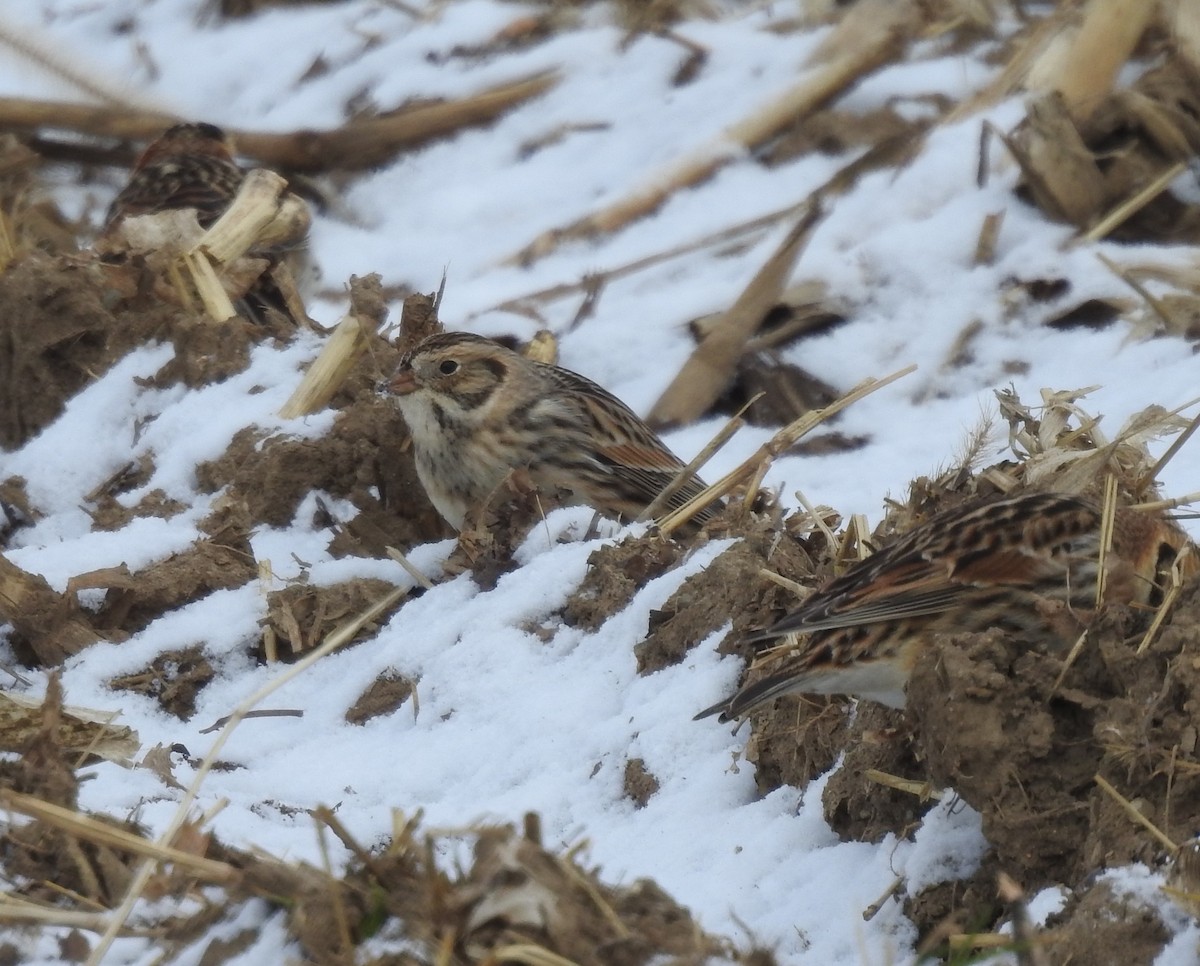 Lapland Longspur - Amy Lyyski