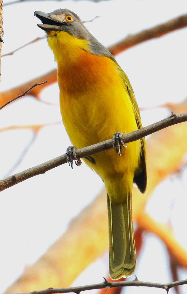 Gray-headed Bushshrike - ML614962754