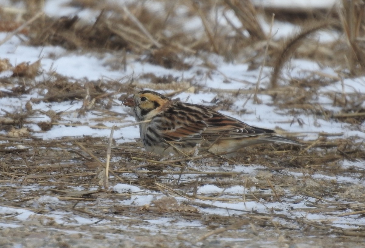 Lapland Longspur - Amy Lyyski