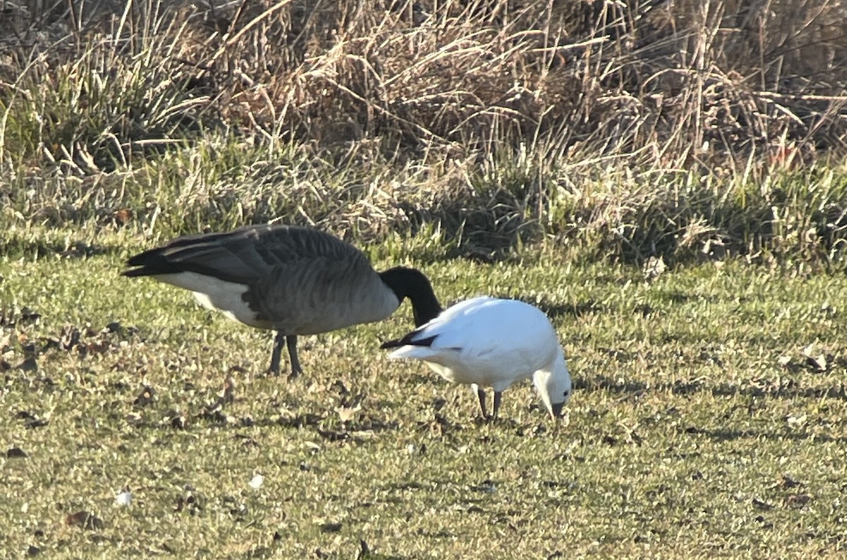 Ross's Goose - ML614962775