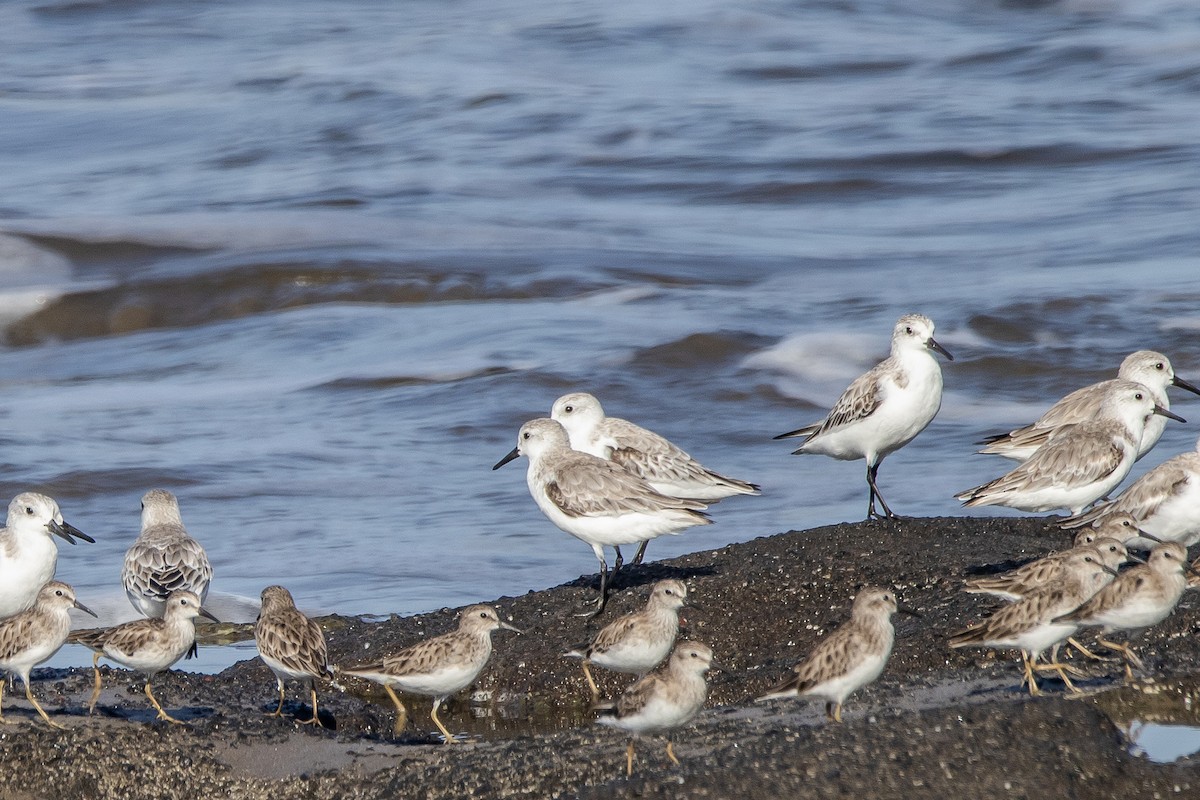 Bécasseau sanderling - ML614962833